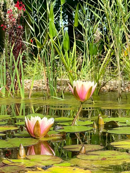 Foto Van Roze Lotussen Met Bladeren Tuin Vijver Herfst Tijd — Stockfoto