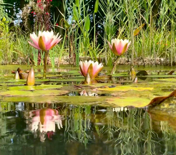 Foto Van Roze Lotussen Met Bladeren Tuin Vijver Herfst Tijd — Stockfoto