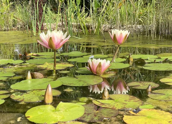 Foto Van Roze Lotussen Met Bladeren Tuin Vijver Herfst Tijd — Stockfoto