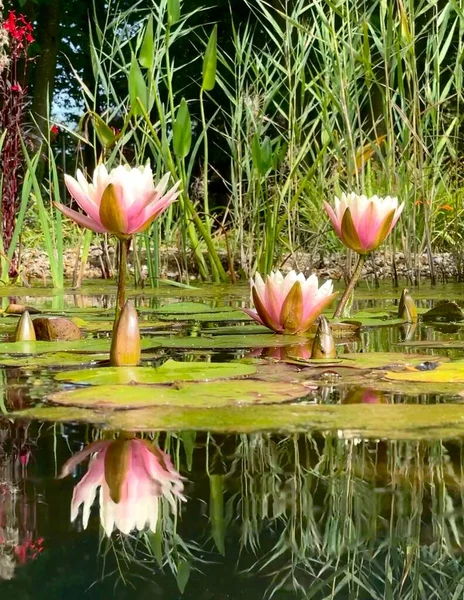 Foto Van Roze Lotussen Met Bladeren Tuin Vijver Herfst Tijd — Stockfoto