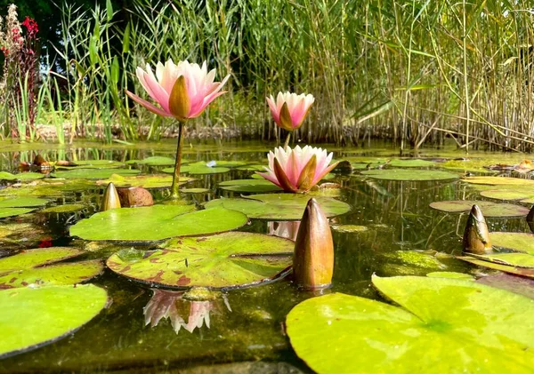 Foto Van Roze Lotussen Met Bladeren Tuin Vijver Herfst Tijd — Stockfoto