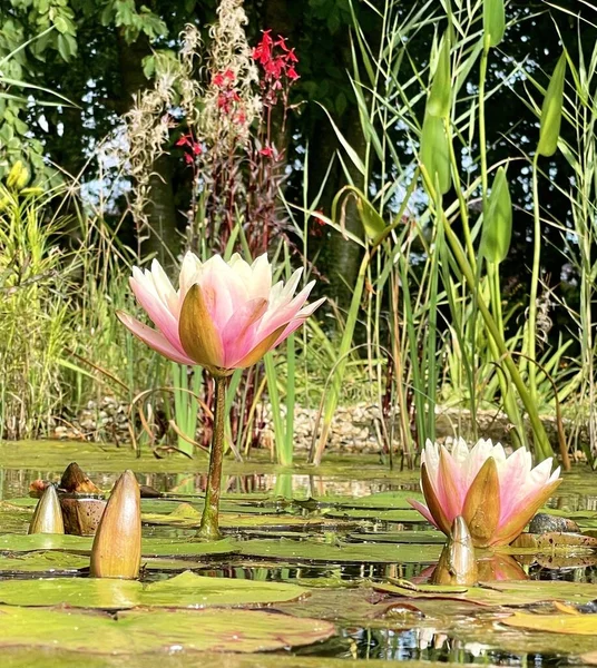 Foto Van Roze Lotussen Met Bladeren Tuin Vijver Herfst Tijd — Stockfoto