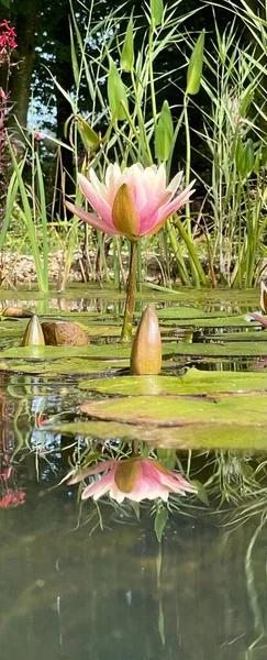 Foto Van Roze Lotussen Met Bladeren Tuin Vijver Herfst Tijd — Stockfoto