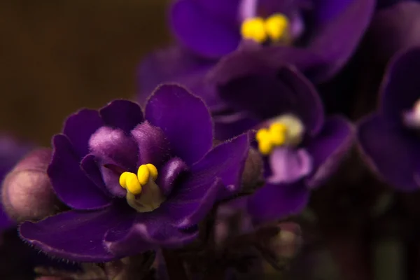 Viola di velluto viola — Foto Stock