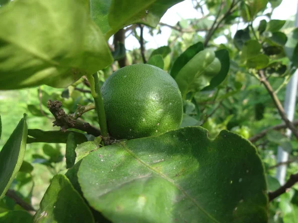 round green lemon fruit is attached to the branch on the tree, looking through the green leaf through to see the fruit attached to the branch. It is a citrus fruit used for cooking. And make fruit juice