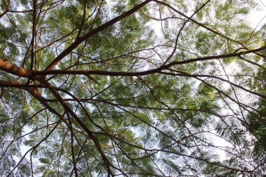 Yeşil yapraklar desen arkaplan, Doğal arkaplan ve duvar kağıdı