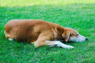 Seçici bir odak ile bahçede uyuyan sevimli köpek.