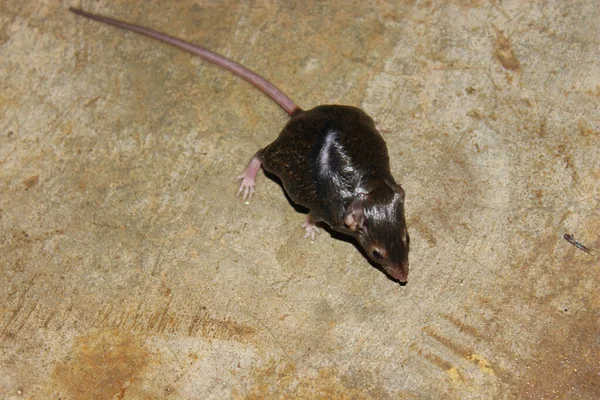 Evde Yerde Bir Sıçan Resmi Var — Stok fotoğraf