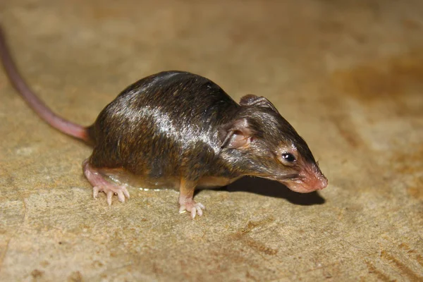 Uma Foto Rato Chão Casa — Fotografia de Stock