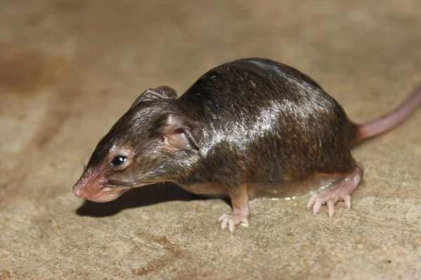 Uma Foto Rato Chão Casa — Fotografia de Stock