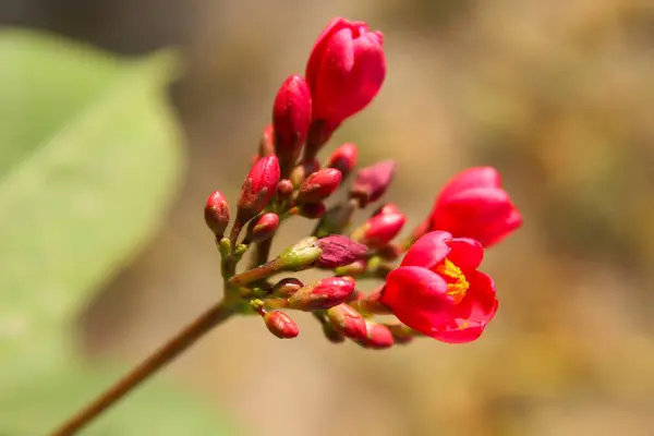 Arkaplanı Bulanık Bir Çiçek Resmi — Stok fotoğraf