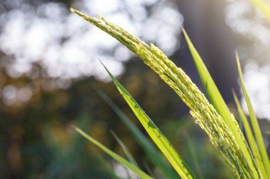 Asya Tayland pirinç alan