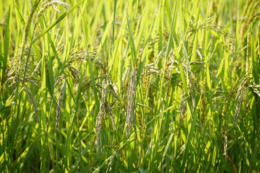 Asya Tayland pirinç alan