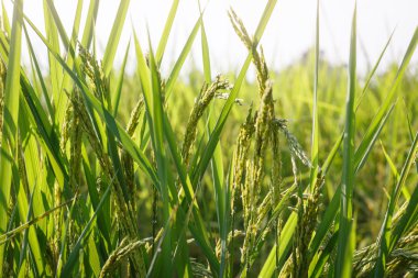 Asya Tayland pirinç alan