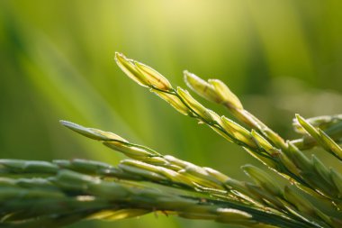 Asya Tayland pirinç alan