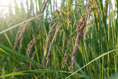 Asya Tayland pirinç alan