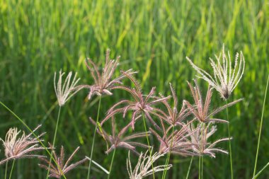  Tropikal çayır arka plan