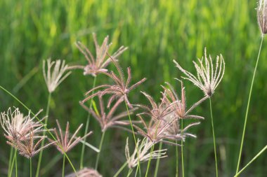  Tropikal çayır arka plan