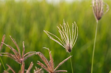  Tropikal çayır arka plan