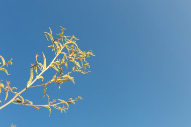  Tropikal çayır mavi gökyüzü arka plan