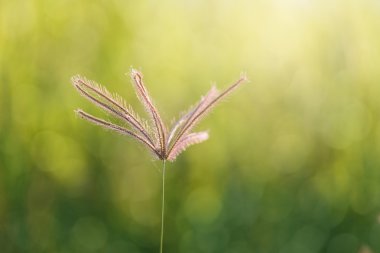  Tropikal çayır arka plan bulanıklık