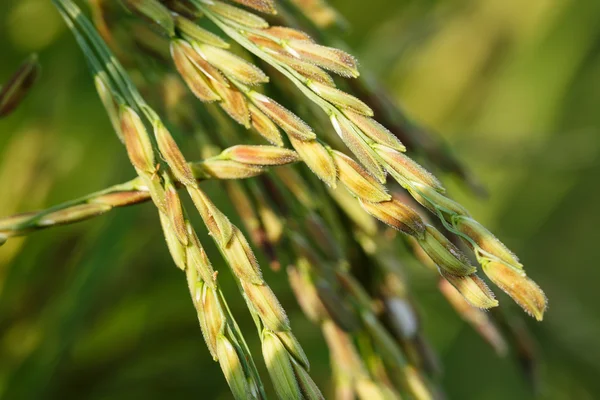 Tailandia asiática Campo de arroz — Foto de Stock