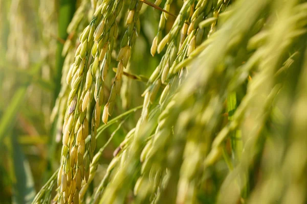 Tailandia asiática Campo de arroz — Foto de Stock