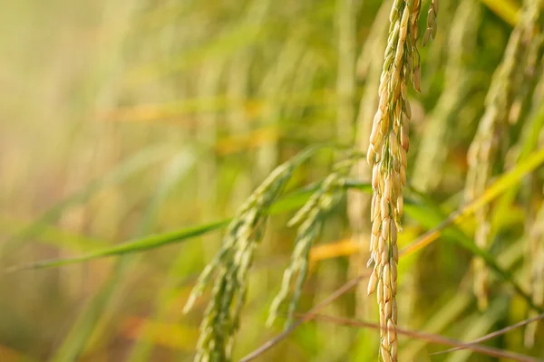 Tailandia asiática Campo de arroz — Foto de Stock