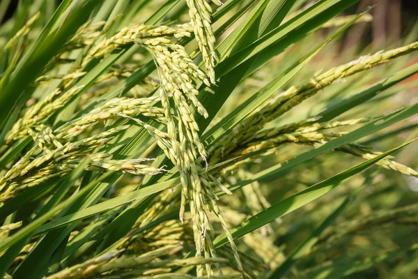 Tailandia asiática Campo de arroz — Foto de Stock