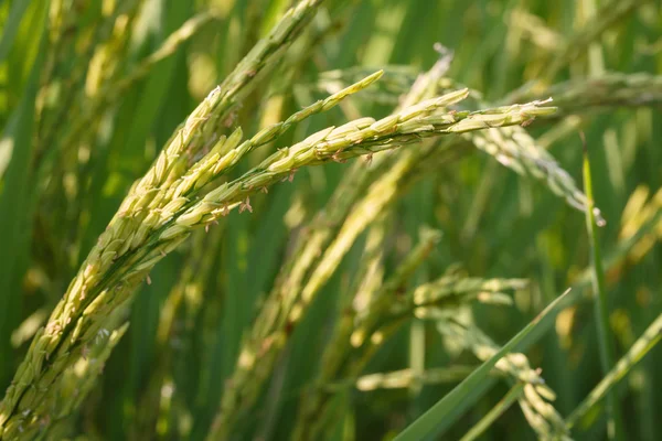 Tailandia asiática Campo de arroz — Foto de Stock