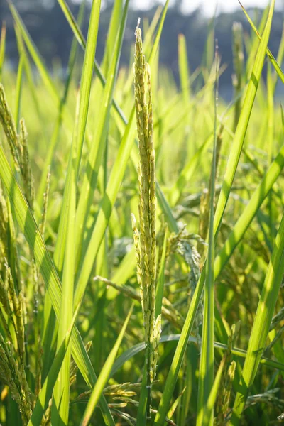 Tailandia asiática Campo de arroz — Foto de Stock