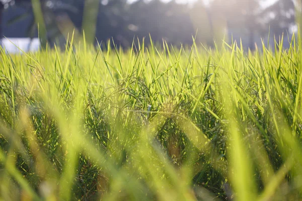 Tailandia asiática Campo de arroz — Foto de Stock