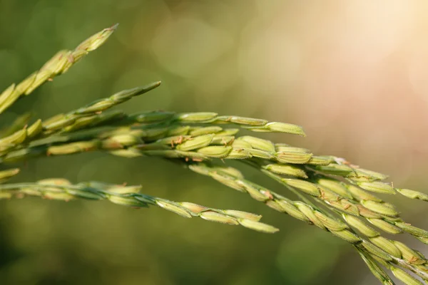 Tailandia asiática Campo de arroz — Foto de Stock