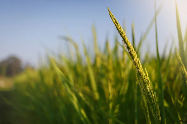 Tailandia asiática Campo de arroz — Foto de Stock