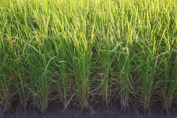 Tailandia asiática Campo de arroz — Foto de Stock