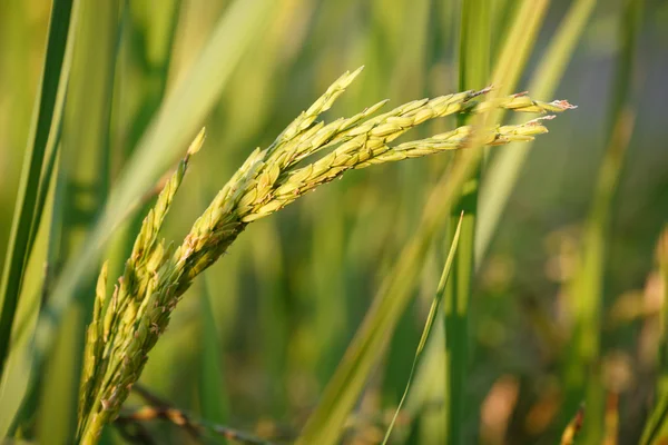 Tailandia asiática Campo de arroz — Foto de Stock