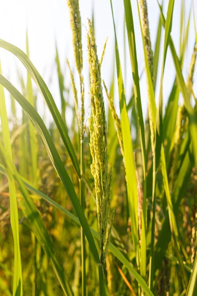 Tailandia asiática Campo de arroz — Foto de Stock