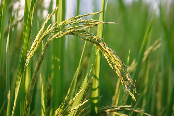 Tailandia asiática Campo de arroz — Foto de Stock