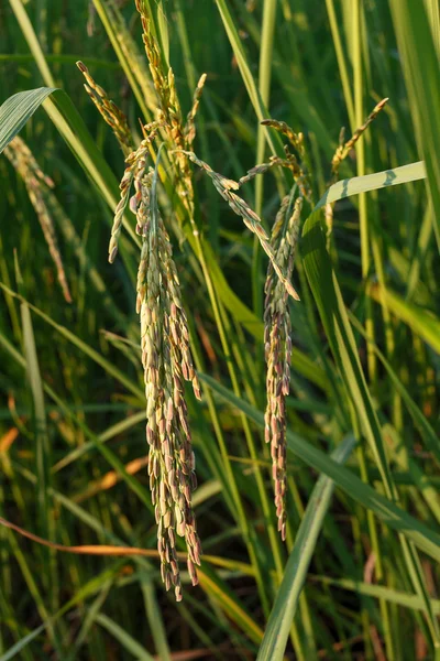 Tailandia asiática Campo de arroz — Foto de Stock