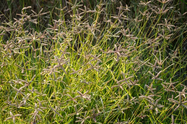 Tropiska äng bakgrund — Stockfoto