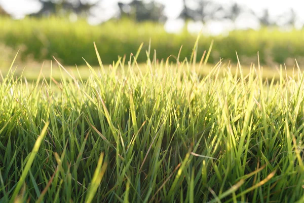 신선한 잔디 배경 — 스톡 사진