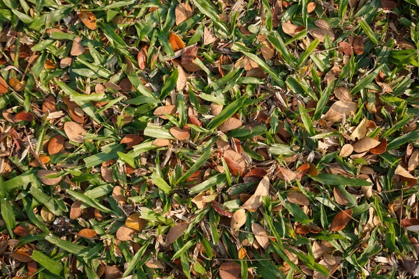 Halom régi levelek a fű háttér — Stock Fotó