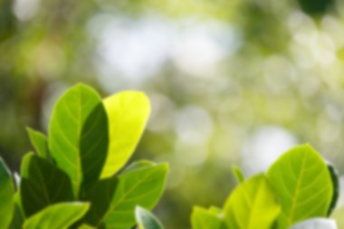 Arka plan yaprakları bulanıklık