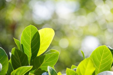 Arka plan yaprakları yaz 