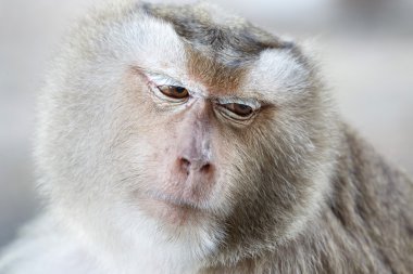 Portre maymun bazı fikirler