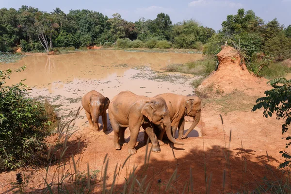 Jóvenes elefantes asiáticos juegan al pantano de sal — Foto de Stock