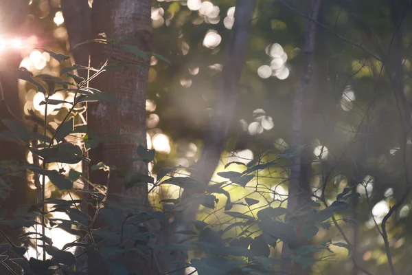 Luz solar na floresta com nevoeiro — Fotografia de Stock