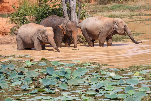 Jeune asiatique éléphants baignade — Photo