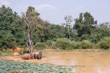 Banyo genç Asyalı filler