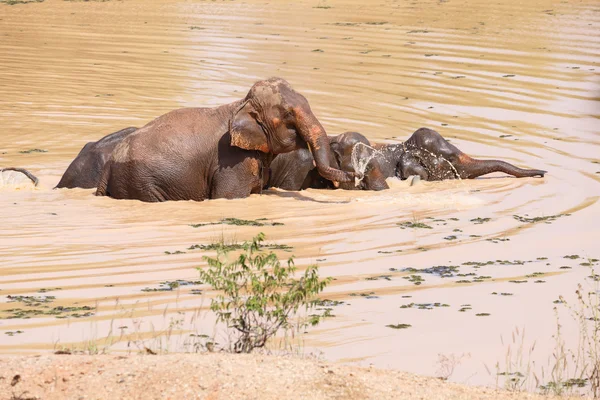 Jovens elefantes asiáticos nadando — Fotografia de Stock